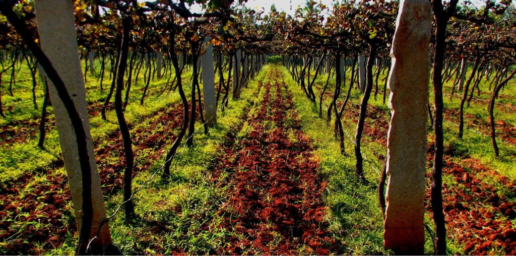 beautiful vineyards with wine tasting tours
