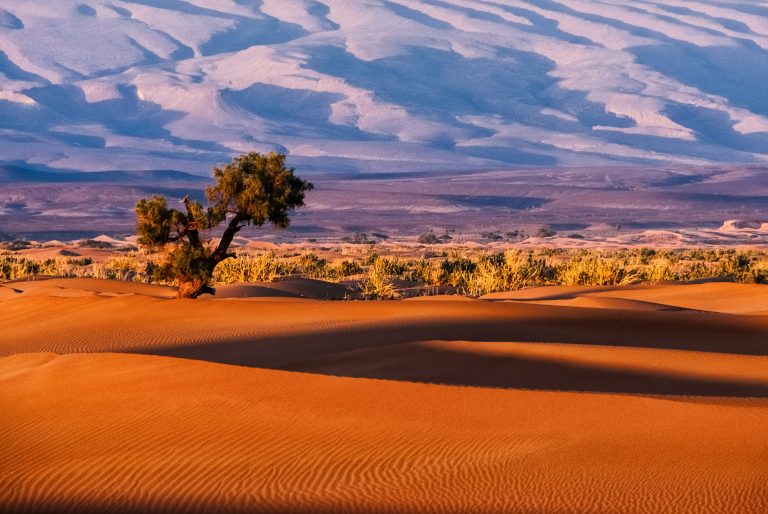 Experience The Wonders Of Thar Desert With The Top Activities To Do Here