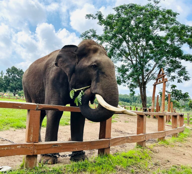 A Comprehensive Guide To The Dubare Elephant Camp In Coorg