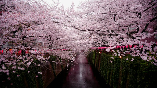 cherry blossom time in japan