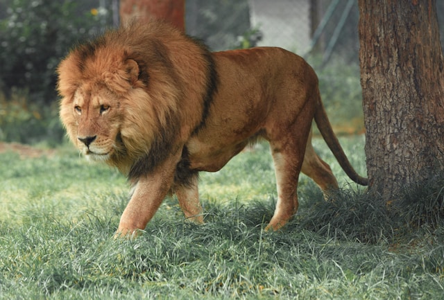 Arignar Anna Zoological Park is perfect for one day trip in chennai