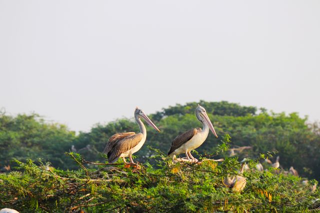 Kokkare Bellur Bird Sanctuary is one of the best places near Bangalore