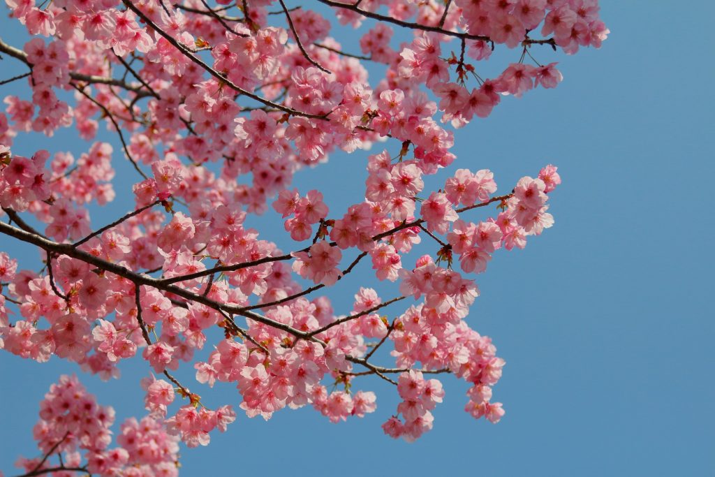 Cherry Blossoms In Japan