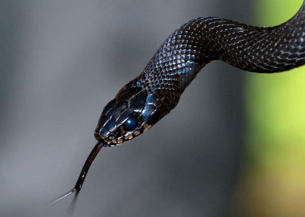Venomous snakes