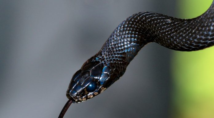 Venomous snakes, (Image Source: Unsplash) Venomous snakes