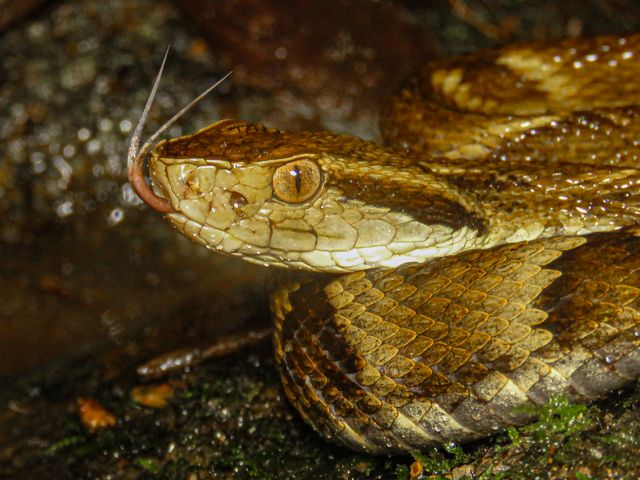 Deadliest snake in the world, the saw-scaled viper