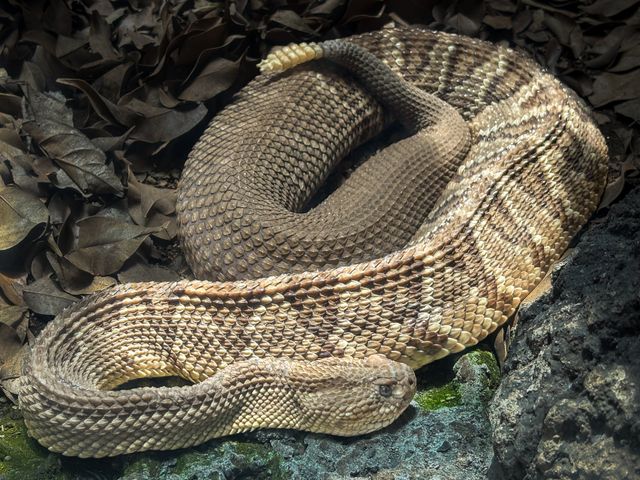 Mojave Rattlesnake
