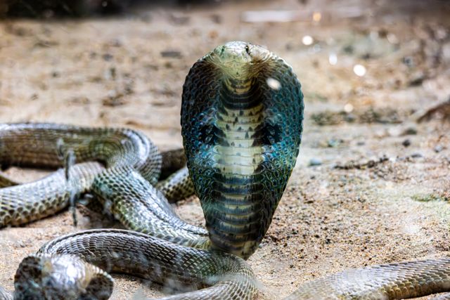 The deadly King Cobra is one of the most lethal and venomous snakes