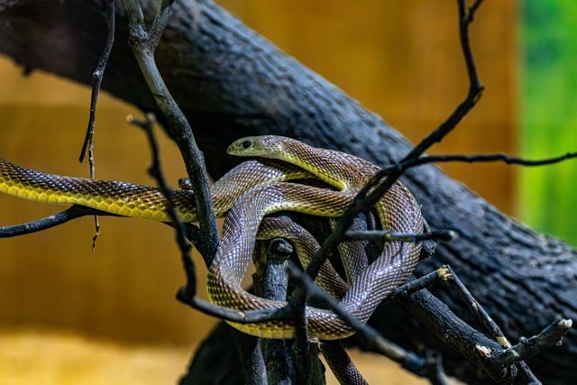 Black Mamba