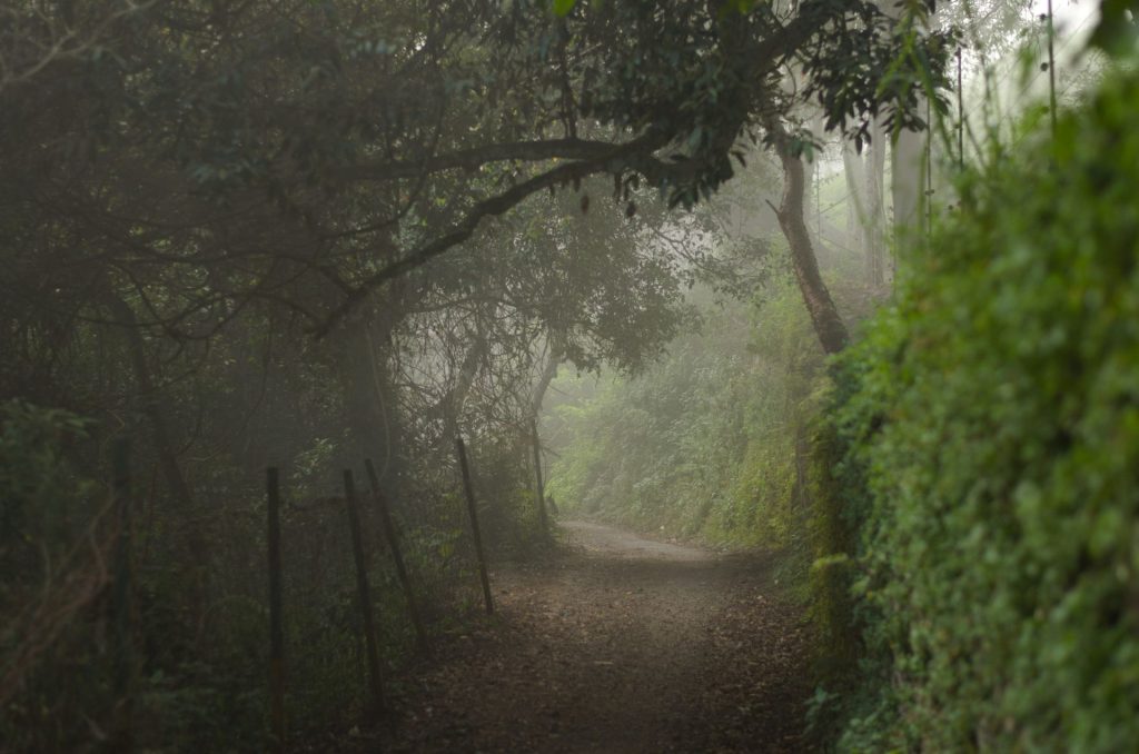 Things To Do In Ooty