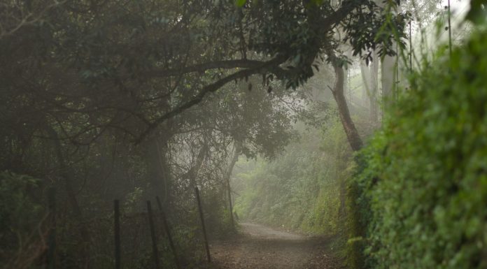 Things To Do In Ooty, (Image Source: Pexels) Things To Do In Ooty