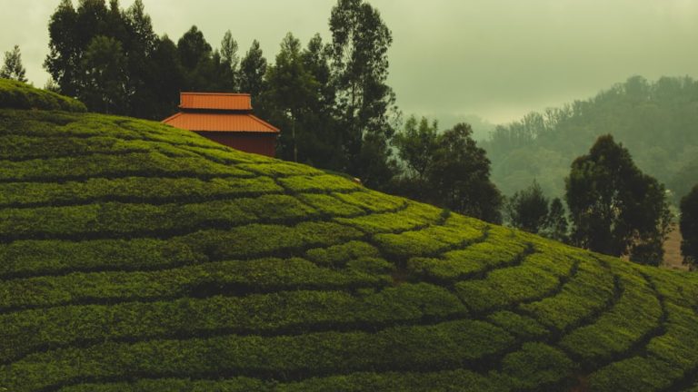 Best Time To Visit Ooty 