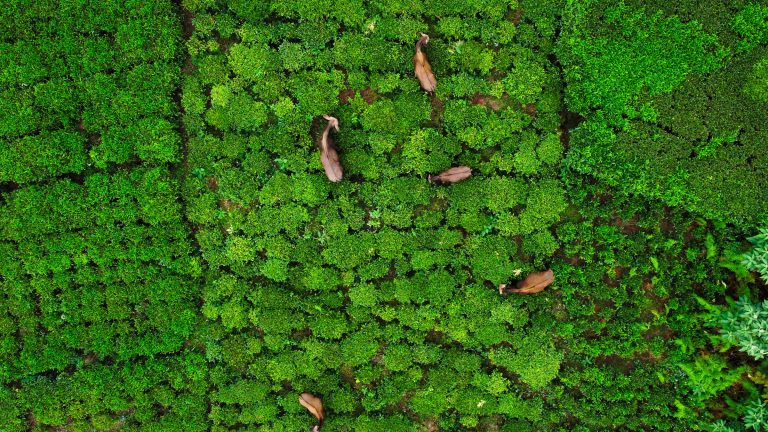 11 Breathtaking Places To Visit In Coonoor This Year