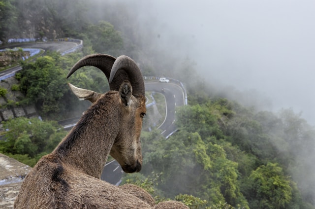 munnar elevation