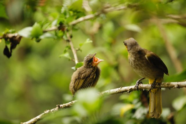 check availability before booking chinnar wildlife sanctuary tickets