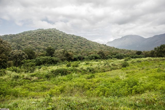 Chinnar Wildlife Sanctuary in the Idukki district of Kerala.