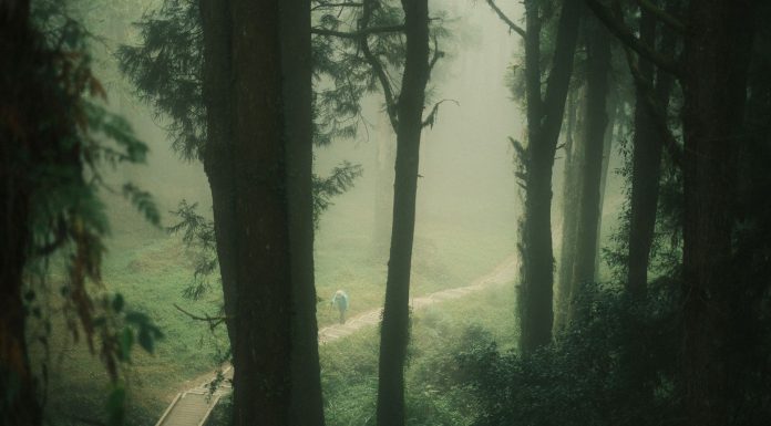 Coakers Walk Kodaikanal, (Image Source: Pexels) Coakers Walk Kodaikanal