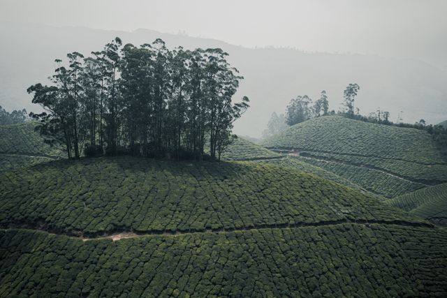 best resorts in munnar amidst nature