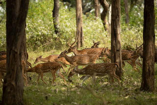 many photography opportunities for enthusiasts