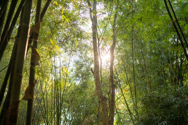 the dense Shola forests that are perched on top of the intertwined roots