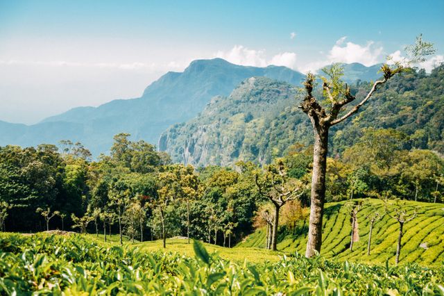 echo point munnar timings