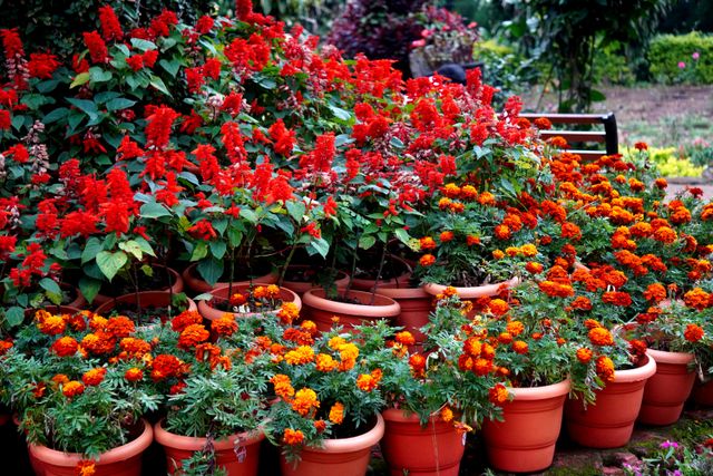 flower show in ooty