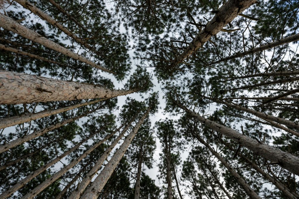 pine forest kodaikanal