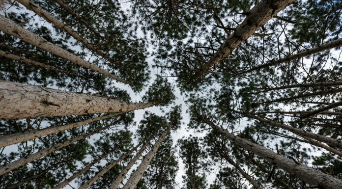 pine forest kodaikanal, (Image Source: Pexels) pine forest kodaikanal
