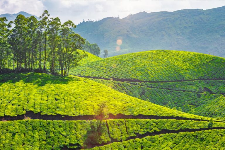 Best Things To Do In Munnar For An Enjoyable Trip! 