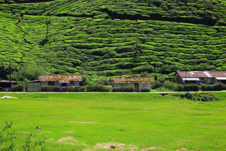 10 Best Munnar Resorts For A Refreshing Time Amidst Nature