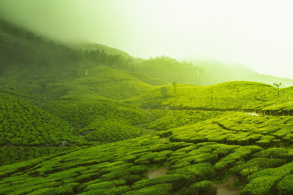 top station Munnar