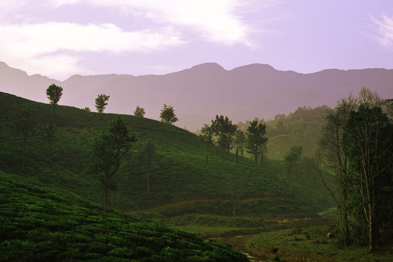 12 Incredible Things To Do In Wayanad