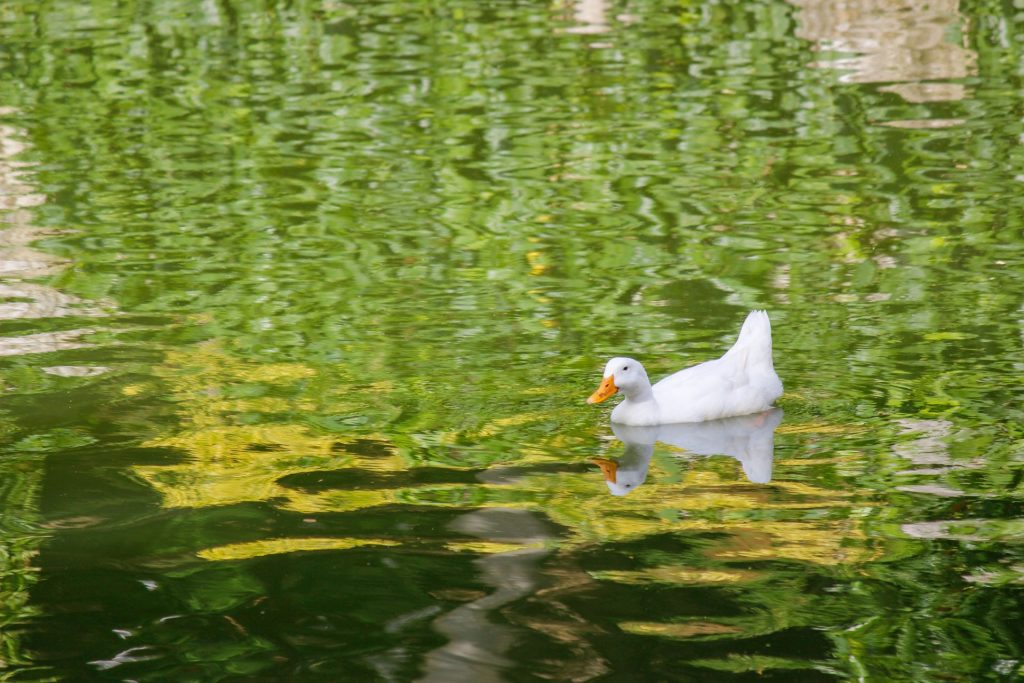pookode-lake