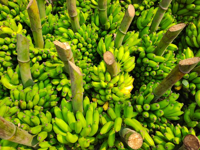 made from raw Kerala banana