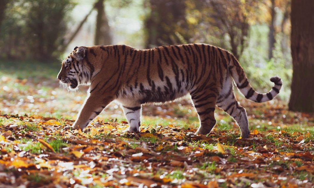 jim corbett national park