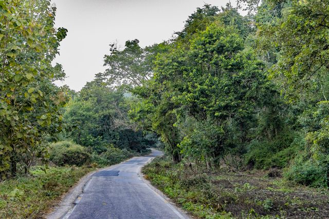 jim corbett national park tickets can be purchased from the counter or official website.