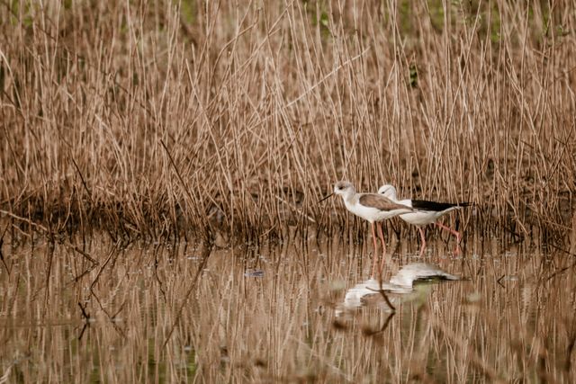 wildlife sanctuary has a mix of diverse flora and fauna 
