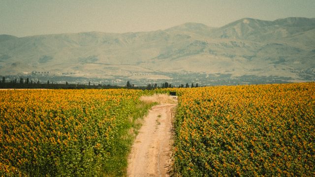 wine capital of Georgia