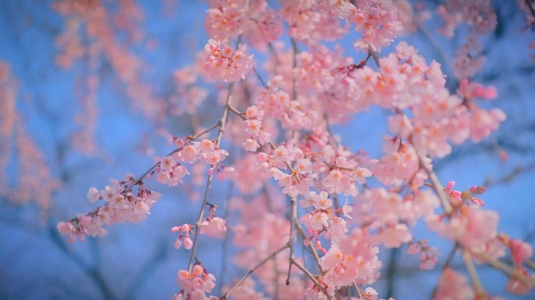 Cherry Blossoms From Around The World: Which One Will You Choose