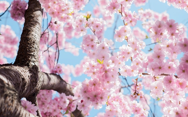 cherry blossom festival in Vencouver