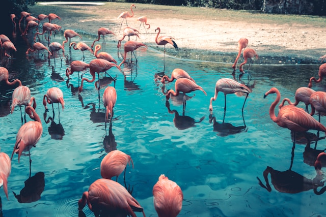 Flamingo Beach is a favorite hangout for many