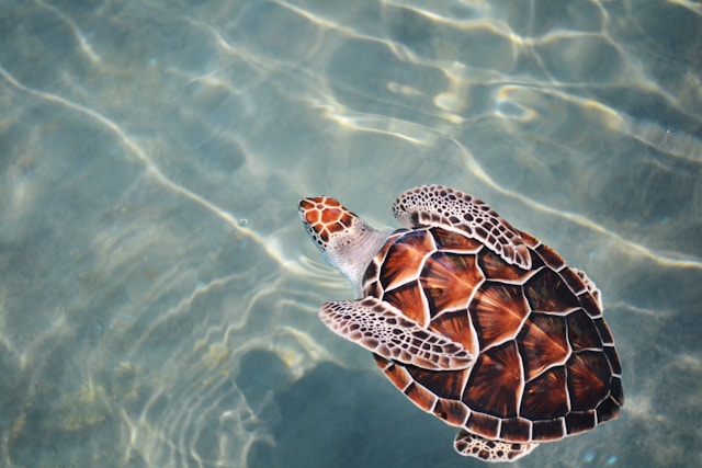 top places to visit in bentota