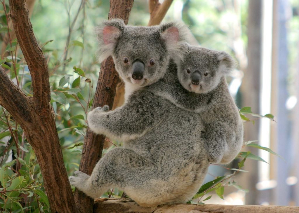 places to visit in brisbane with kids