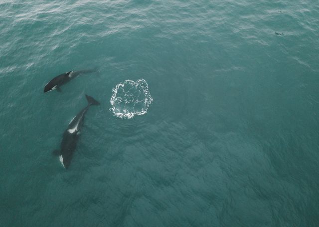 aqutic and wildlife in greenland is great