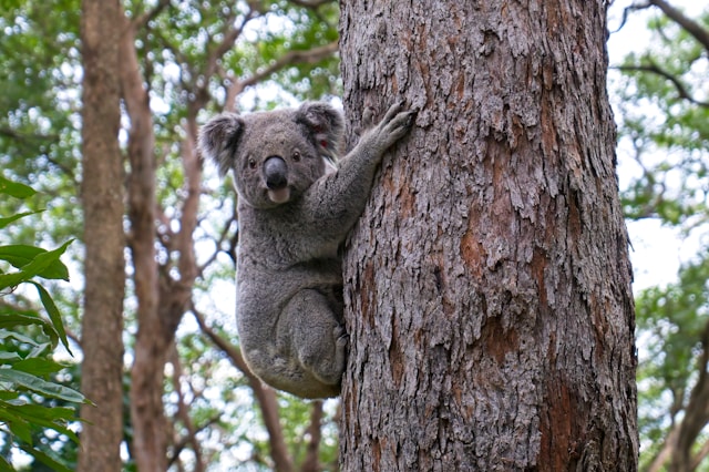 places to visit in brisbane with kids