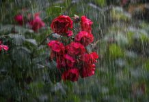 Ultimate travel guide to Cherrapunji