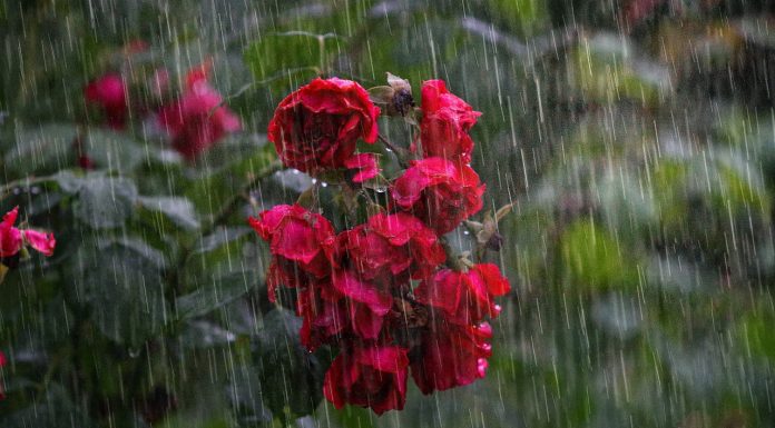 Ultimate travel guide to Cherrapunji