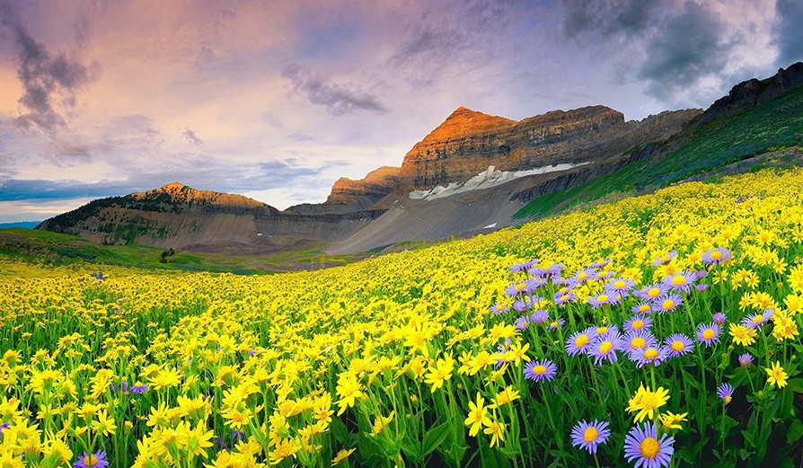 valley of flowers india trek