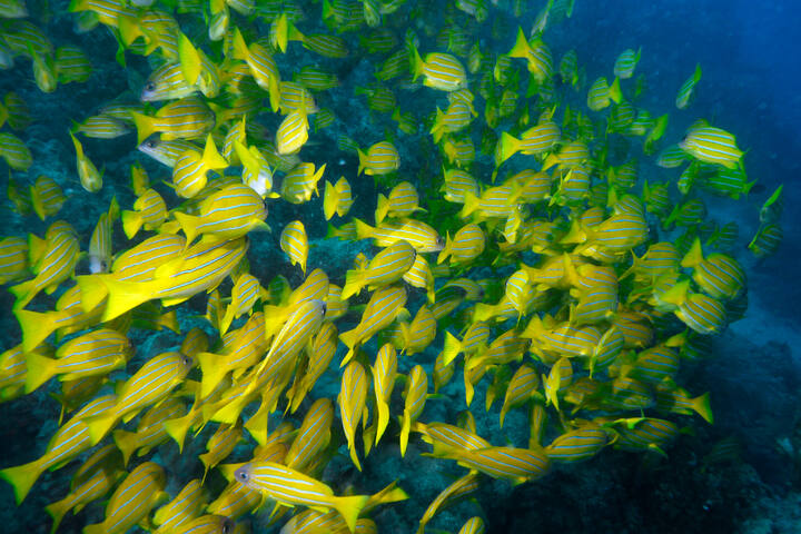 what is great barrier reef in australia