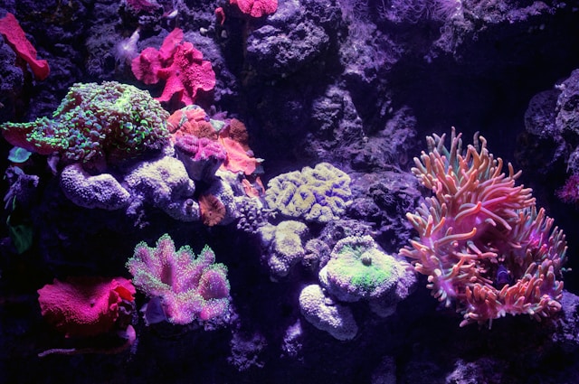 where is the great barrier reef located